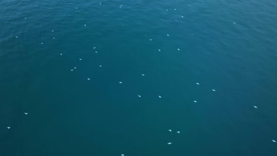 广西涠洲岛日落鲸鱼大海航拍