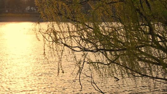 春天湖边逆光的柳树剪影随风摇曳的慢镜头