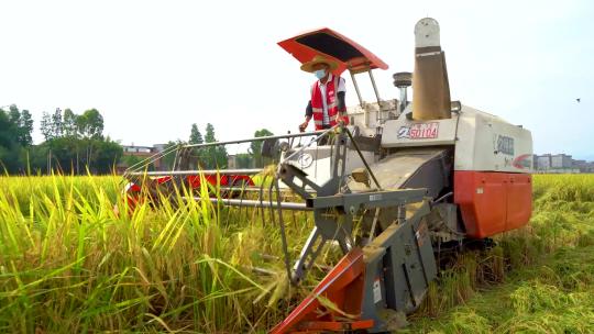 航拍农村稻田水稻机械收割