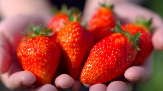 草莓采摘草莓丰收温室大棚种植草莓视频素材模板下载