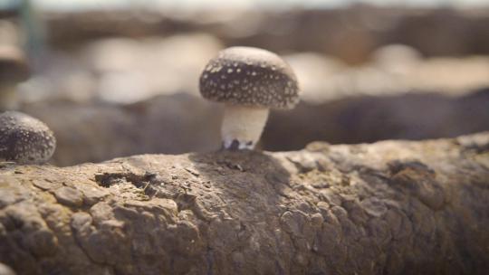 蘑菇种植 蘑菇棚