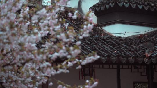 清明时节拍摄南京古园林瞻园