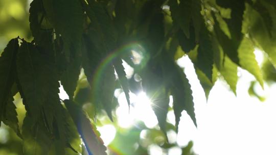 夏天阳光树叶唯美空镜头意境植物