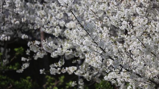 济南五龙潭，春季樱花植物盛开洁白如雪