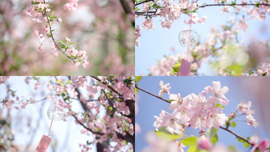 春天唯美海棠花风铃阳光高清在线视频素材下载