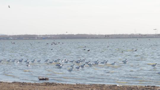 湿地 鸟群飞翔 鸟的栖息地 湖边鸟群