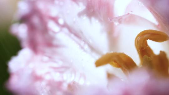 水雾中的郁金香，鲜花水滴4k视频素材