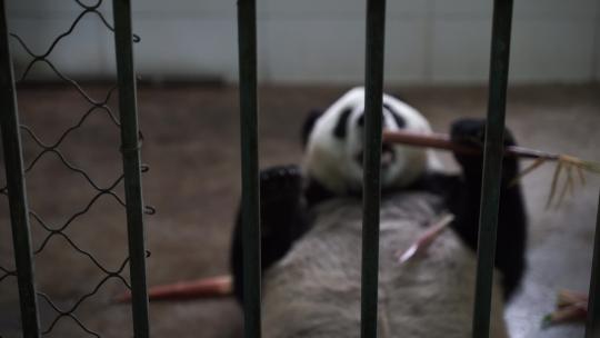 大熊猫躺着吃竹子熊猫吃竹笋视频素材模板下载