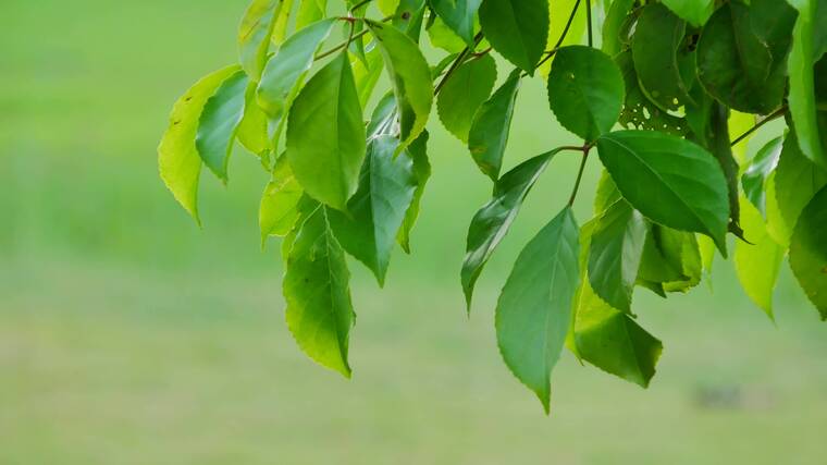 树枝树叶空镜头