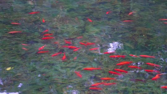 河里一群红色金鱼