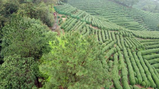 茶园 茶山 龙井茶园 采茶