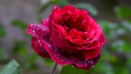 一株覆盖着露珠的红色玫瑰花特写
