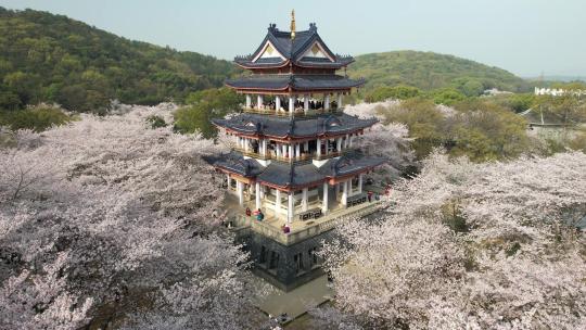 原创 江苏无锡太湖鼋头渚樱花谷航拍风光