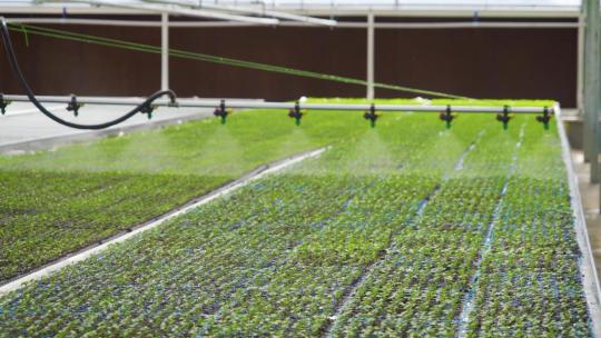 温室自动浇水 自动灌溉