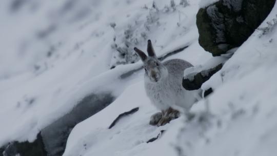 雪地一只兔子