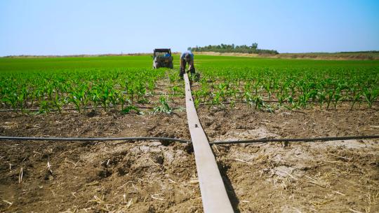 农民在玉米地里安装滴灌系统。
