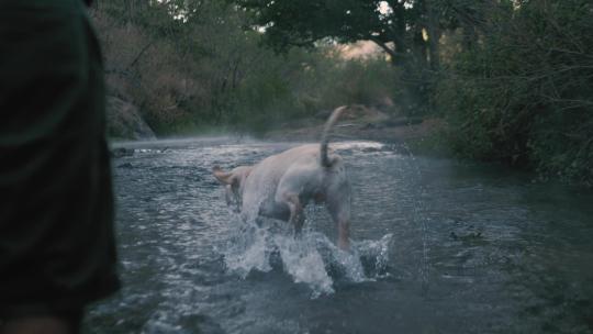 水上嬉戏的猎犬白狗