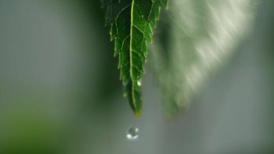树叶滴水