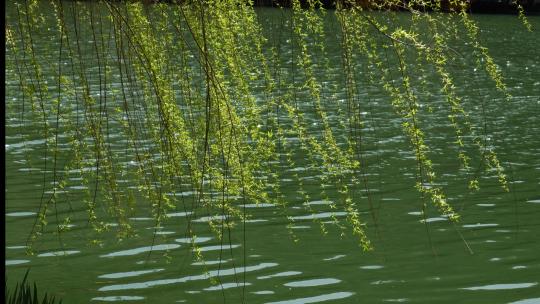 柳树 湖水 小清新夏日绿树