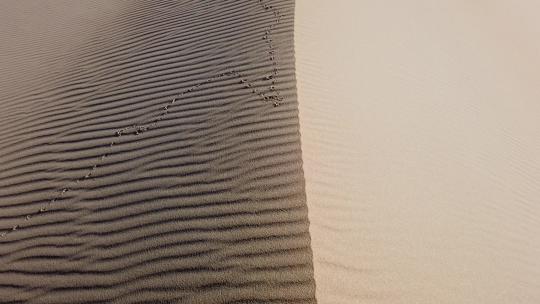 沙丘上的足迹