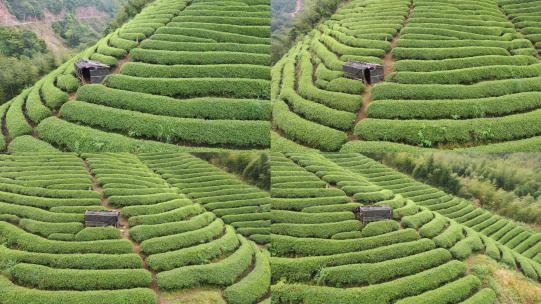 茶山 茶园航拍高清在线视频素材下载