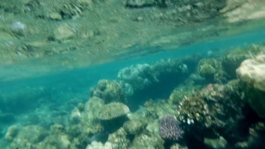 1322_浅水中的珊瑚礁