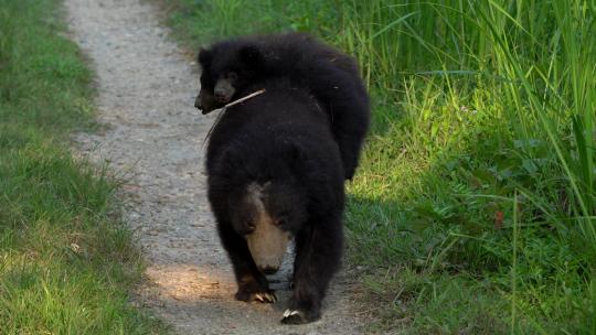 尼泊尔奇旺国家公园，一只雌性树懒熊背着两只幼崽。