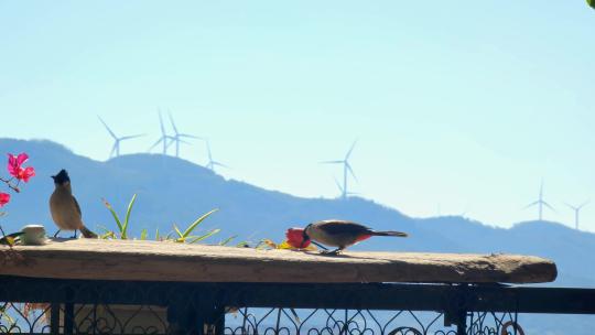 福建漳州房地产住户阳台上吃米的鸟