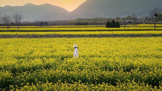 油菜花唯美少女