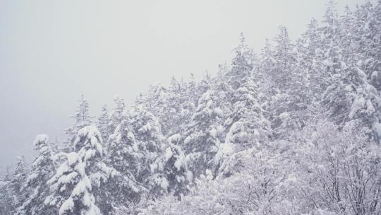 冬季森林暴雪雾凇白雪皑皑
