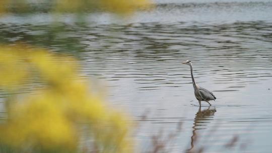 灰鹭鸟走过平静的涟漪池塘