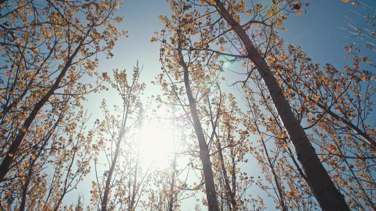阳光穿过树叶树林-造林植树