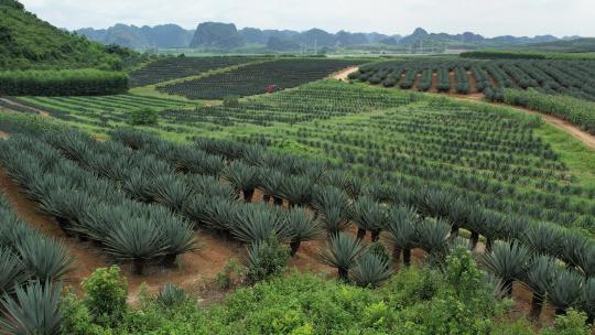 Z 4K 航拍 广西桂西剑麻种植地