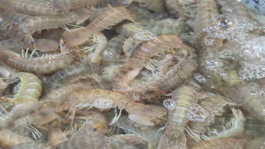 福建厦门第八市场海鲜市场出售的皮皮虾