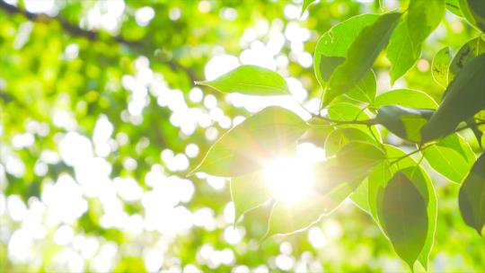 树叶漏光自然写意夏日阳光穿过树叶逆光树林视频素材模板下载