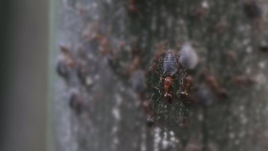 蚂蚁获取竹蚜虫分泌的蜜汁 微距
