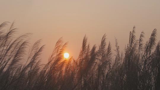 唯美夕阳芦苇随风飘摇视频素材