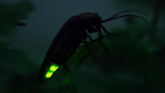 夜晚田野中飞舞的萤火虫