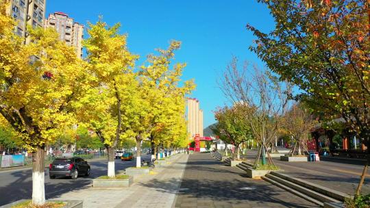 秋季的毕节市区银杏大道视频素材模板下载
