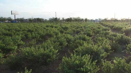 航拍金银花种植加工收获