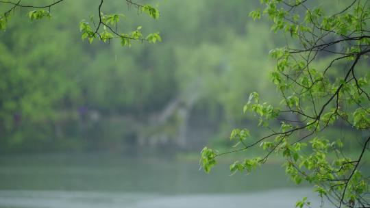 春天杭州乌龟潭阴雨天植物绿色自然