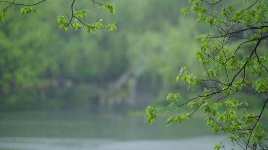 春天杭州乌龟潭阴雨天植物绿色自然视频素材模板下载