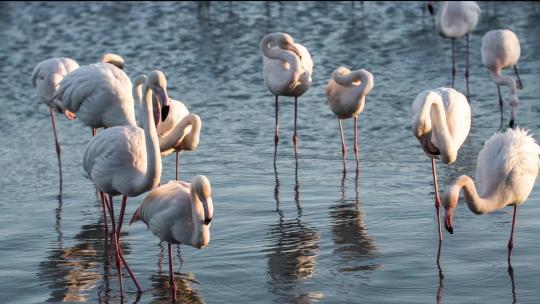 沼泽中的火烈鸟慢动作动物群湖泊