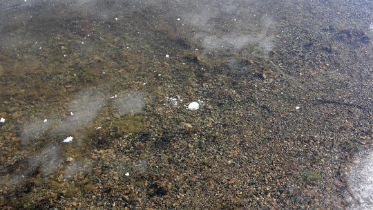 冰冻的甲烷气泡被困在湖中厚厚的浮冰下