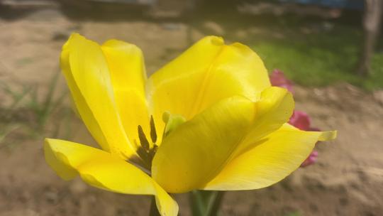 盛开的黄色郁金香花朵