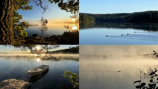 秋季清晨湖泊日出浓雾气芦苇水墨自然风光