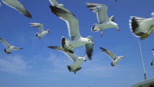 山东威海海驴岛上空飞翔的海鸥视频素材模板下载