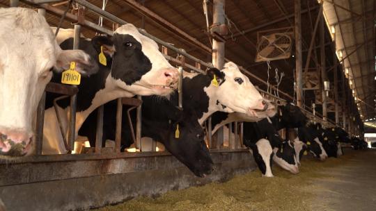 奶牛 小奶牛 奶牛场 奶牛养殖 (79)视频素材模板下载