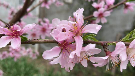 春天盛开的桃花花朵