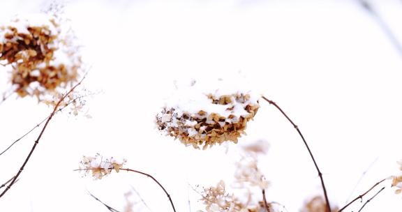 冬天堆满白色积雪的绣球花枯枝